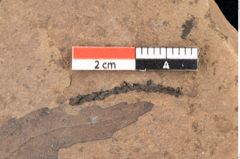 Foto (Detailsansicht) von Quercus palaeoilex Ettingshausen (NHMW-GEO-2024-0188-0846)
